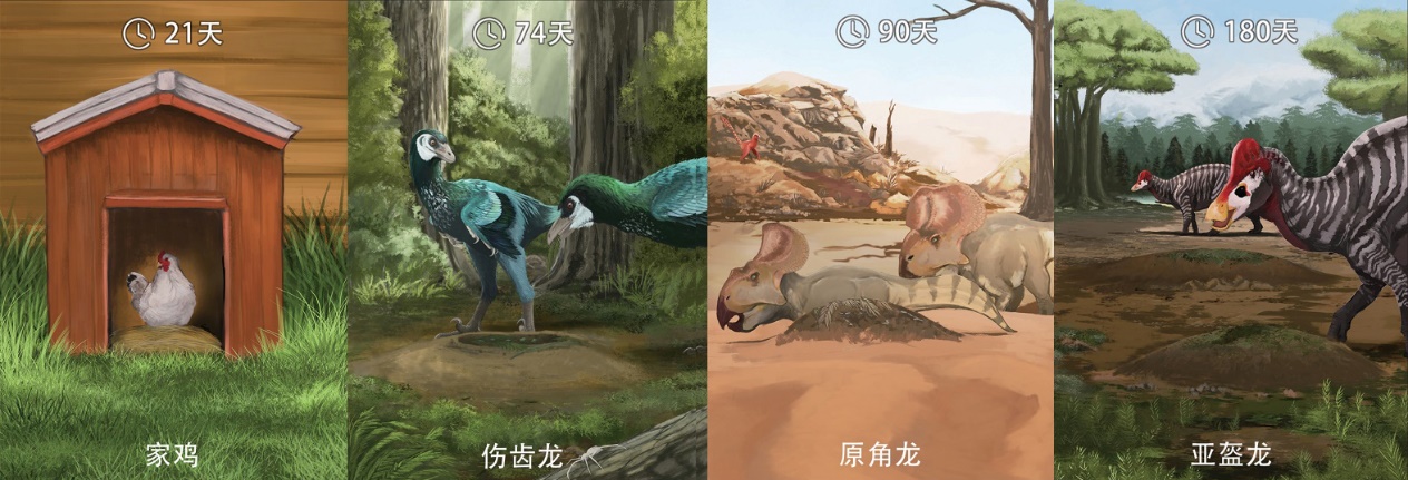 恐龙蛋化石里面有恐龙基因吗,关于恐龙蛋和恐龙化石的科普