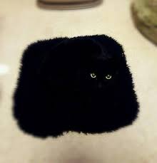 中华田园猫黑猫绿眼,中国田园猫咪黑猫