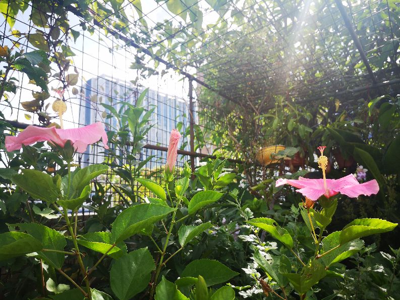 一方净地与你分享——扶桑花开，热烈奔放