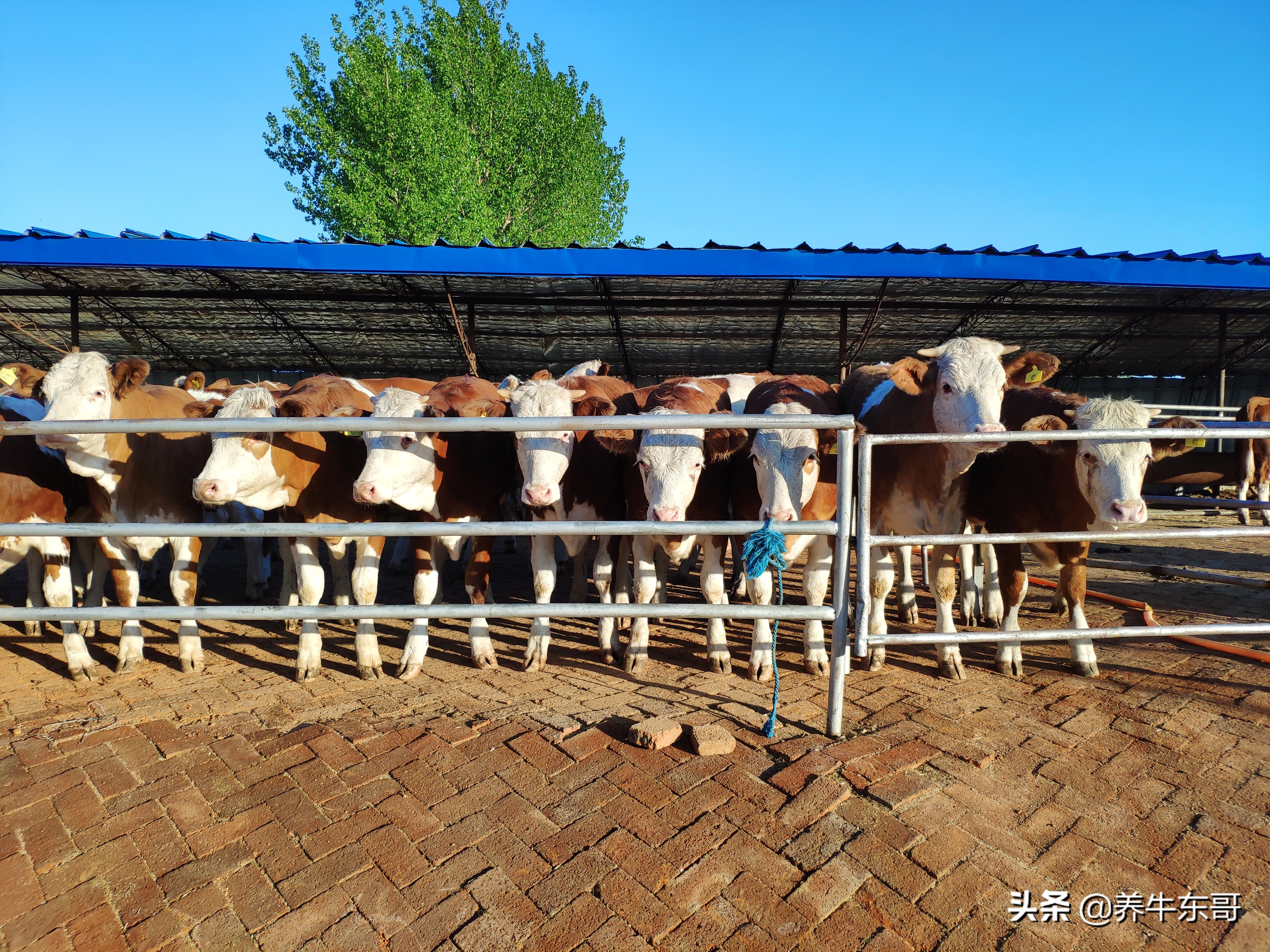 养牛东哥养牛最新视频,养牛东哥完整版