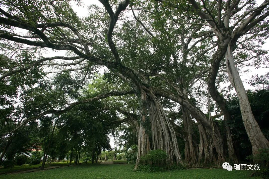 美丽的瑞丽,瑞丽一个美丽的地方在哪里