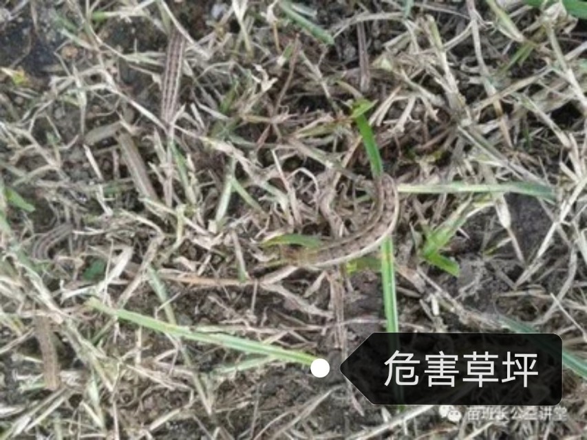 地下害虫,地下害虫斜纹夜蛾