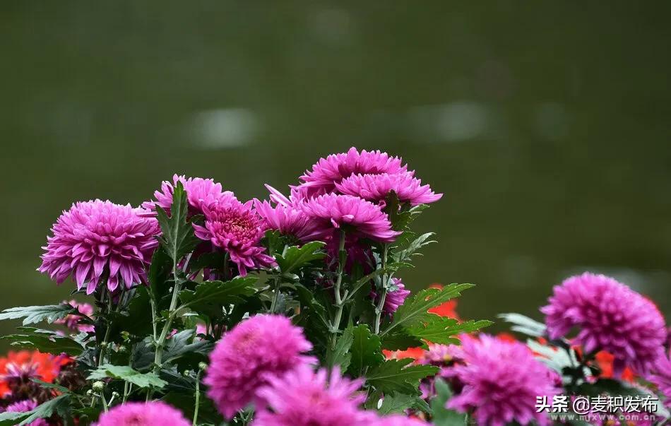 马跑泉公园有菊花展吗,庆祝菊花