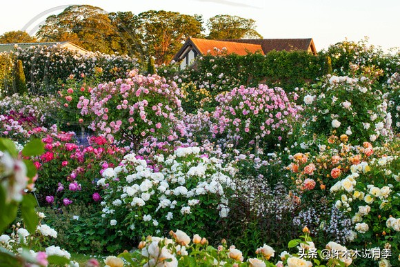 蔷薇月季玫瑰种多久才可以开花,蔷薇和月季开花区别