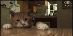 怎样让猫咪优雅的吃猫条,怎么才能让猫咪合理膳食