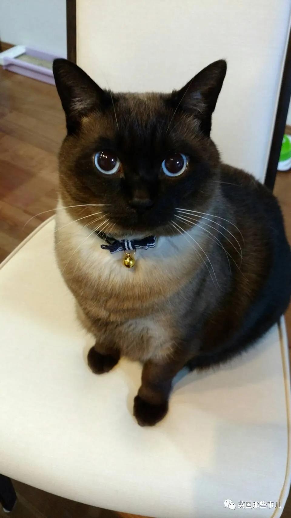 养暹罗等于养好几种猫,重庆暹罗猫变黑了还能白回来吗