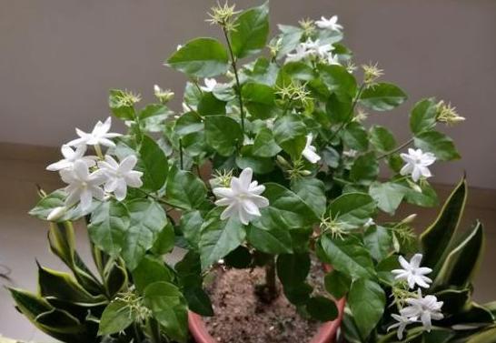 茉莉花换盆后出现僵苗怎么处理,茉莉花僵苗怎样解决