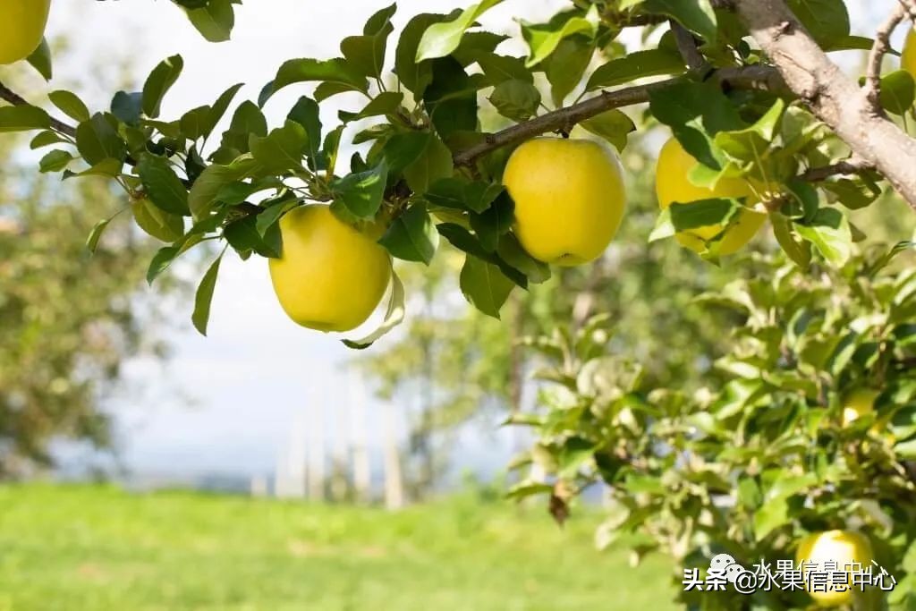 日本苹果种植现状,为什么日本苹果质量比中国的好