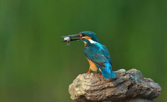 高清童年常见飞禽篇（值得珍藏）