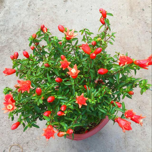 十大吉祥花,十大旺宅吉祥花