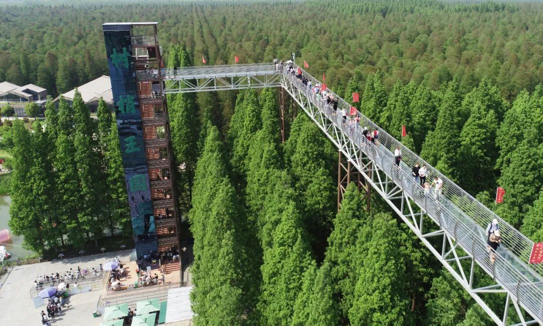 森氧之地,秋游必选!金湖万亩水上森林,真的别有趣味