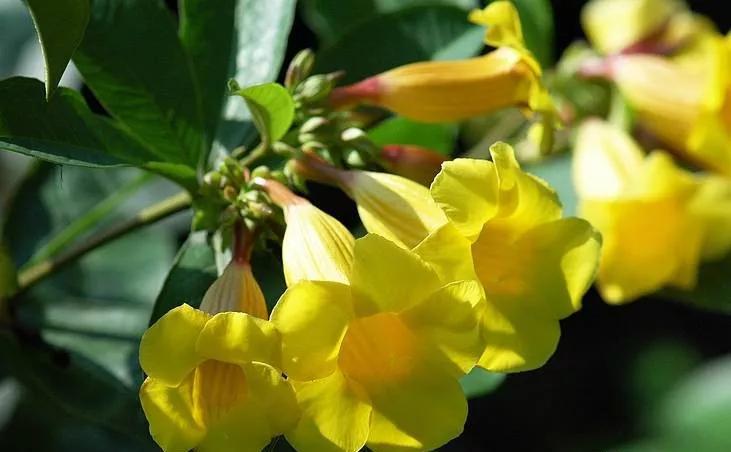 25种常见有毒的花草树木,警惕50种有毒植物