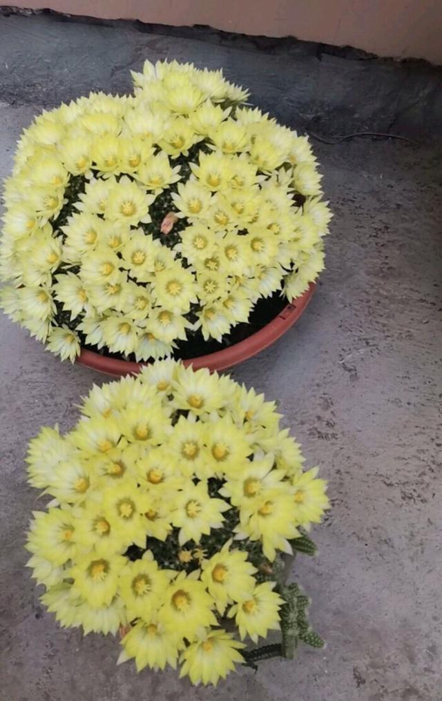 多肉仙人球哪个品种最好,多肉仙人球品种介绍