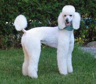 如何给贵宾犬梳理毛发,贵宾犬的毛发护理