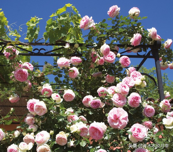 如何制作月季的肥料,月季自制液体肥怎么用最好