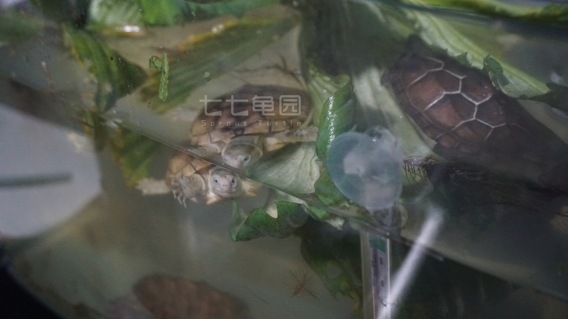 乌龟出眠多久开食,乌龟到家如何开食快