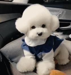 狗狗生小狗什么情况下要剖腹产,狗狗什么情况下需要剖腹产