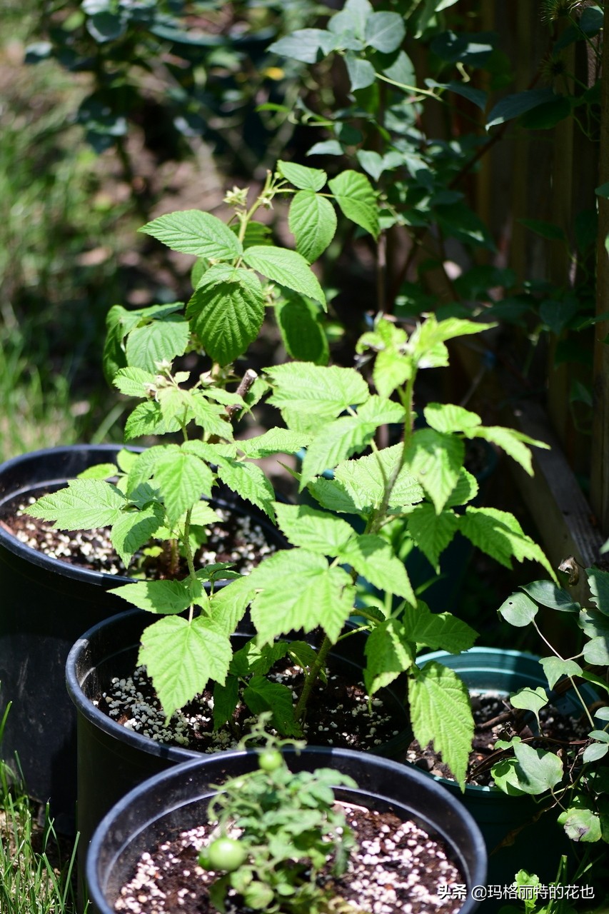 花园里种树莓吗,树莓在庭院里如何种植