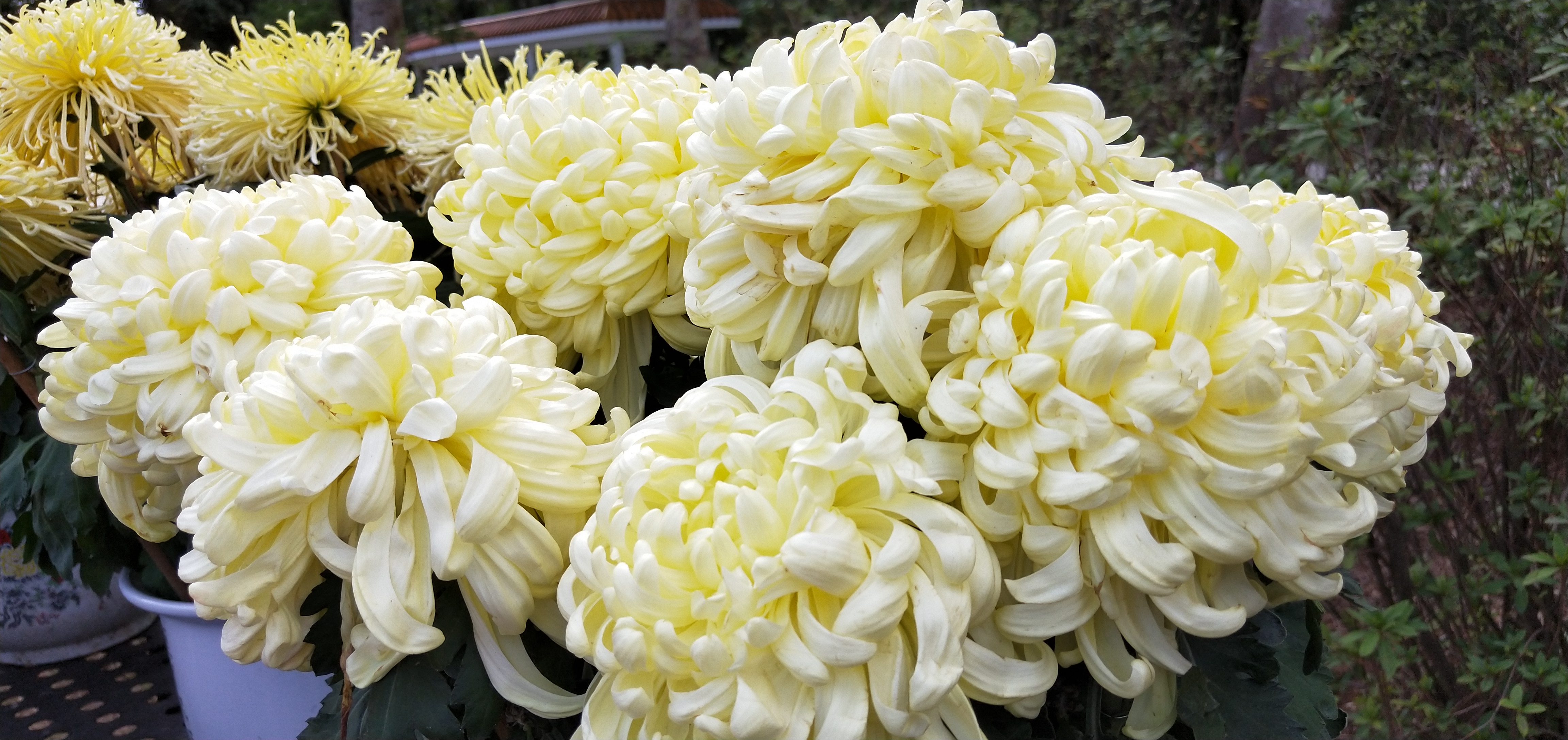 东湖公园菊花花展时间2021,深圳东湖荷节花展