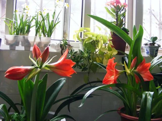 养花如何解决盆土上干下湿的问题,养花土壤盐碱化怎么办