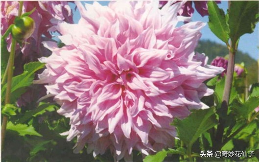 大丽花冬季养护，做到这几点，可以让它轻松安全越冬