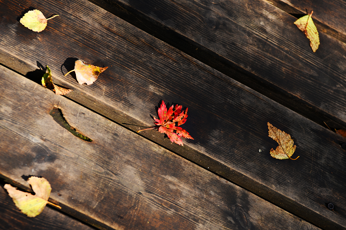 落英缤纷是落花吗,落英缤纷是叶子吗