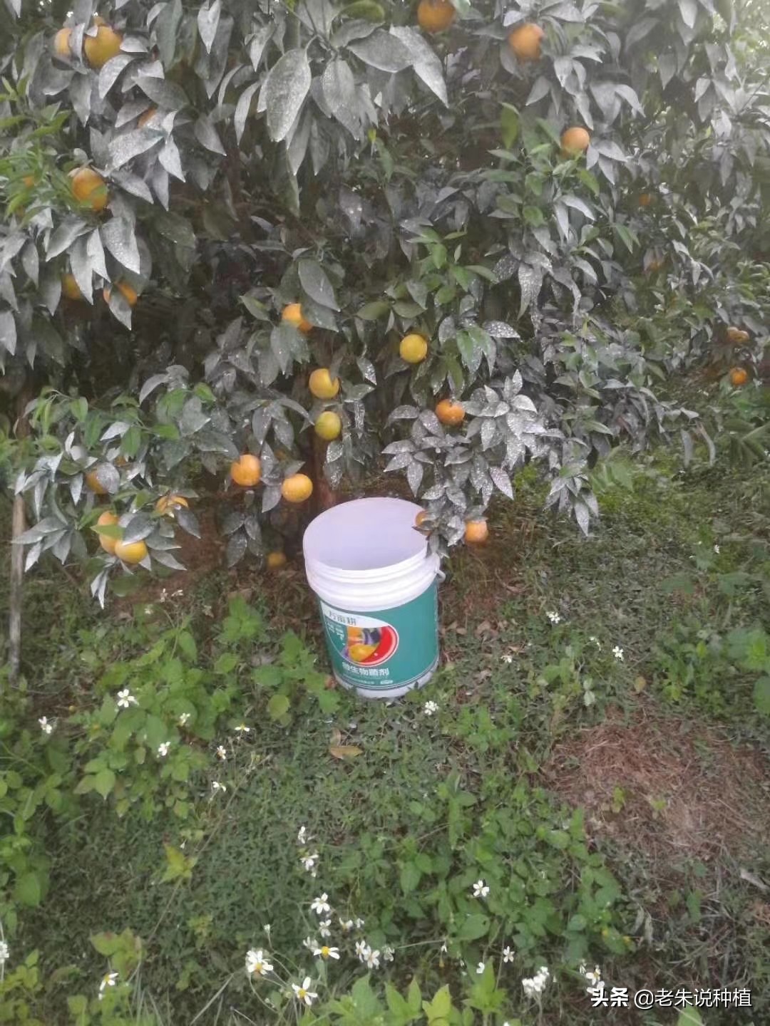 菌肥到底有没有用,关于肥料的基本知识