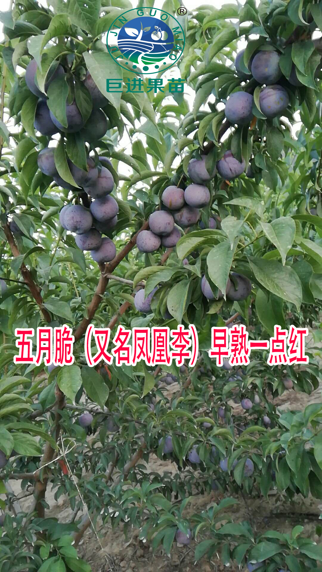 中国最具种植前景水果钙果,四川种植什么水果前景最好