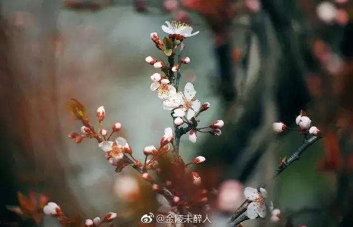 濡備綍鍖哄垎妯辫姳妗冭姳姊ㄨ姳鏉忚姳娴锋,妯辫姳妗冭姳鏉庤姳鏉忚姳濡備綍鍖哄垎