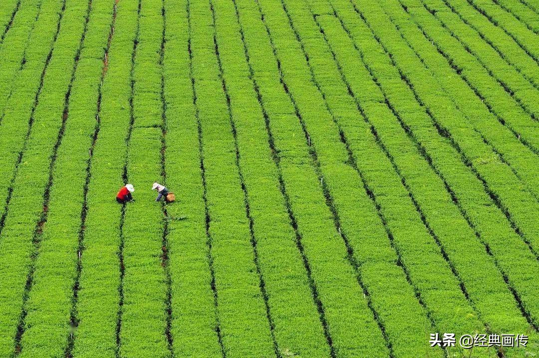 安溪高山铁观音独特之处,正宗安溪高山铁观音