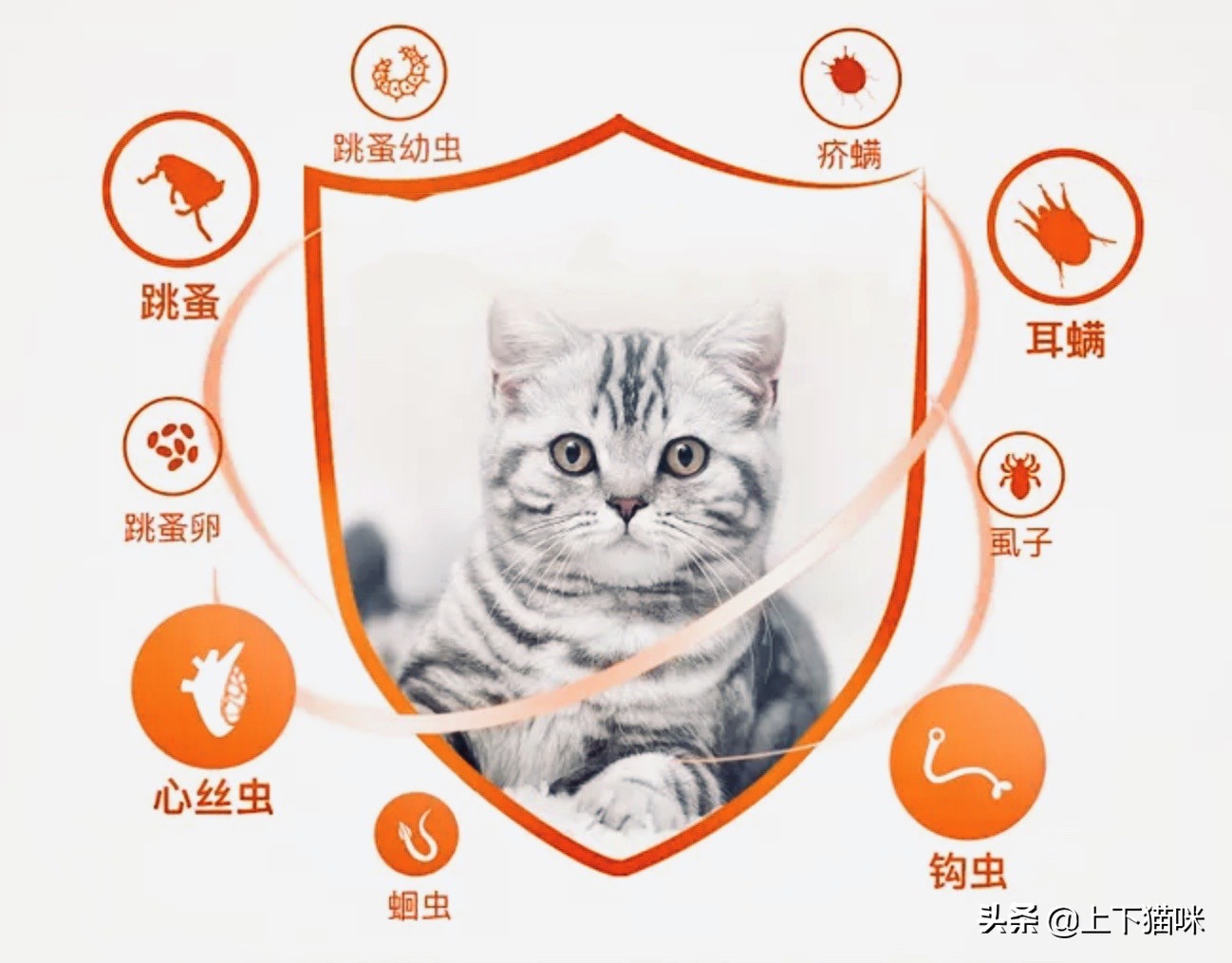 这是一篇有点痒的文章:我们一起来扒扒你家猫和跳蚤的故事