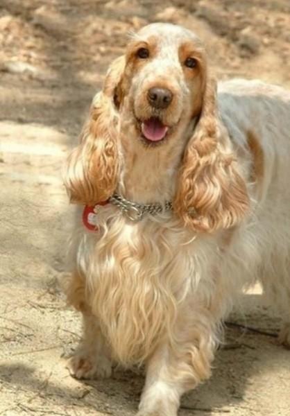 45种常见狗狗认几种主人,45种常见狗狗拉布拉多图片