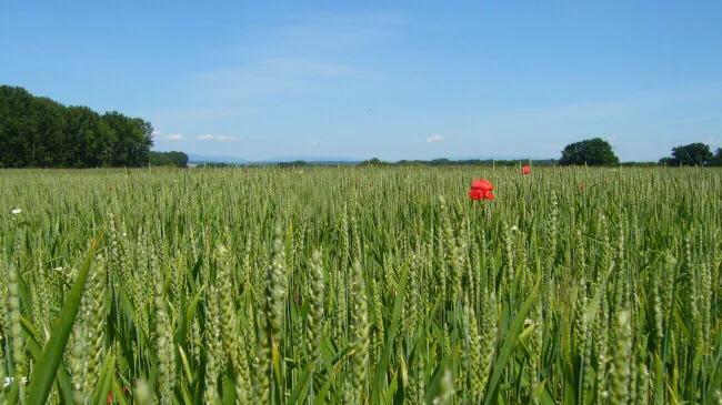最经典的雨水节气古诗词,关于雨水节气最好的诗