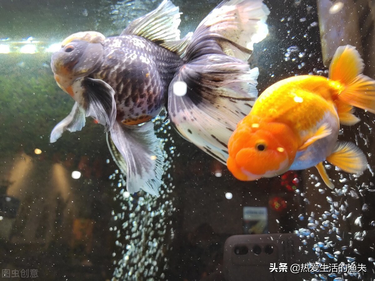 为什么养的金鱼老翻身又不死,为什么金鱼养不死热带鱼养不活
