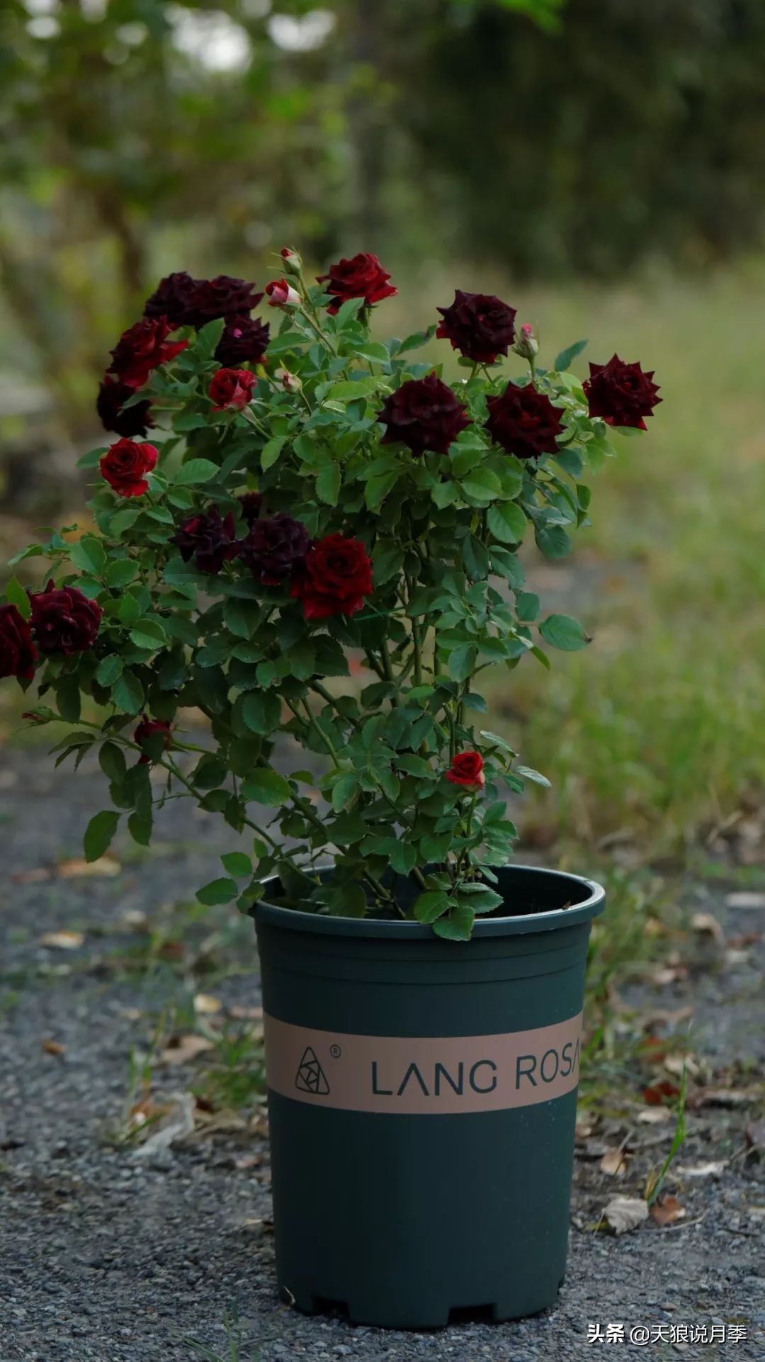 月季花瓣里面藏的黑虫,月季土里有黑虫子怎么回事