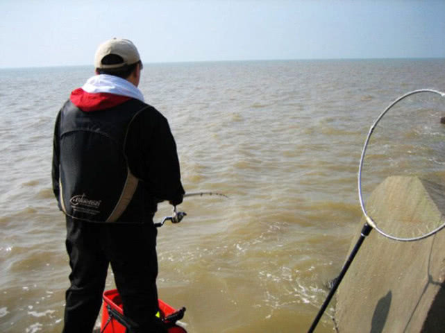 海钓黑鲷吃什么鱼饵最好,海钓黄黑鲷