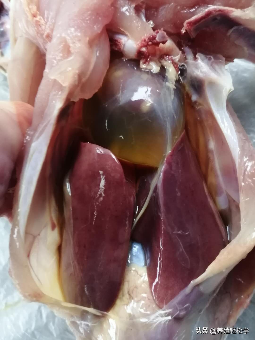 鸡死后心包积液怎么治,心包积液的鸡有什么症状