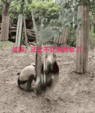 乌龟：你看那口锅，像极了爱情