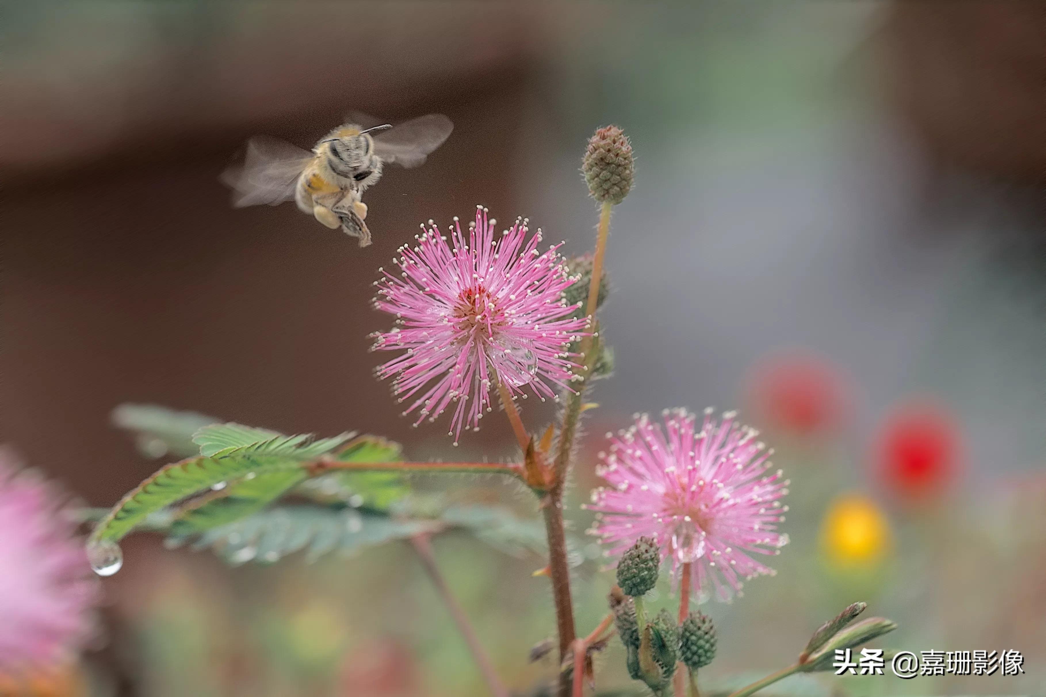 看看花容,听听花语2020年我镜头里的百种花卉