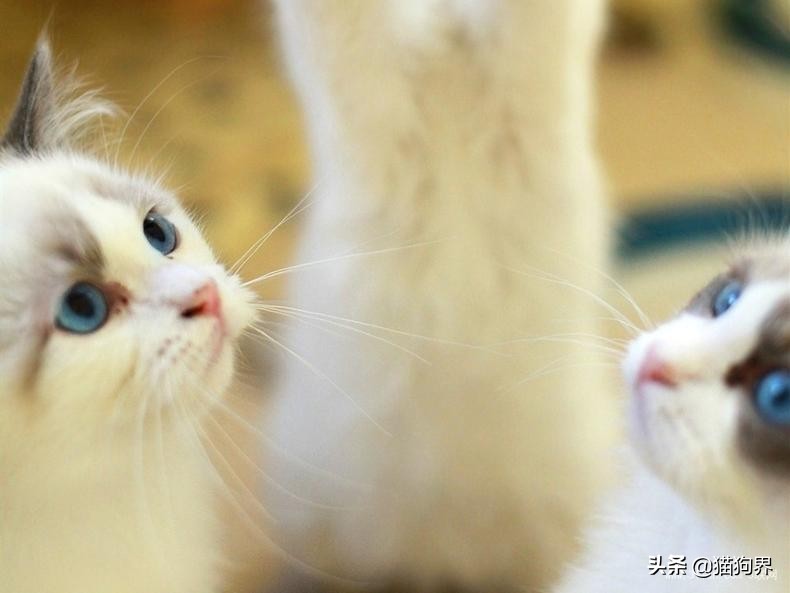 想要领养小猫怎么办,想要领养一个女孩要有什么要求