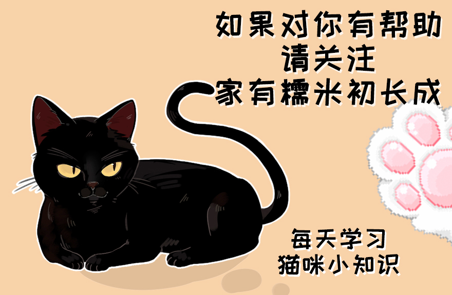 挑选健康猫咪,如何挑选一只粘人又听话的小猫咪
