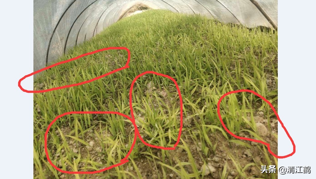 旱育秧为什么出苗不齐,稻苗旱死是什么原因