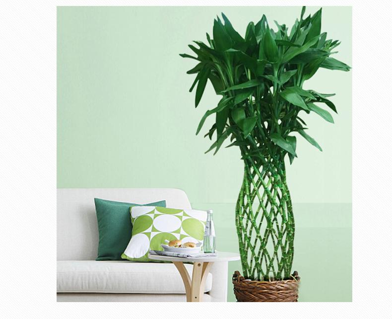 富贵竹弯曲造型是怎么做到的,富贵竹的造型有哪些