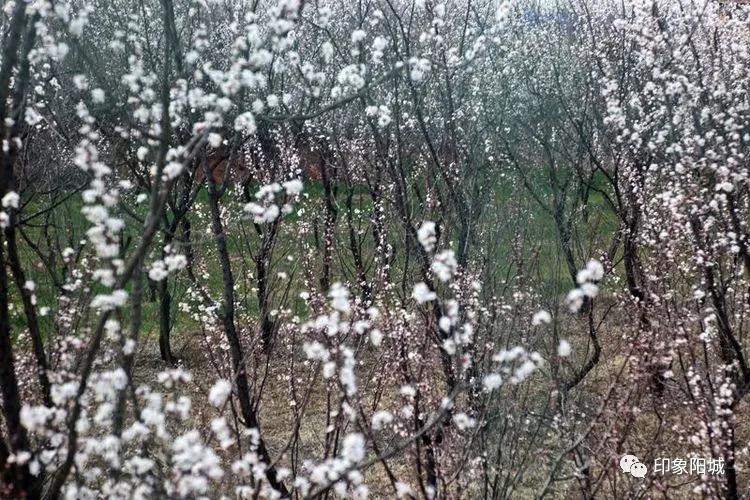 晋城哪里可以春游,晋城附近春游景点