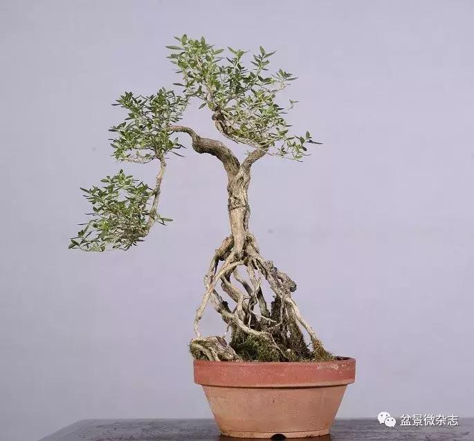 适合室内摆放的意境盆景 (鱼缸盆景有意境高级感视频)