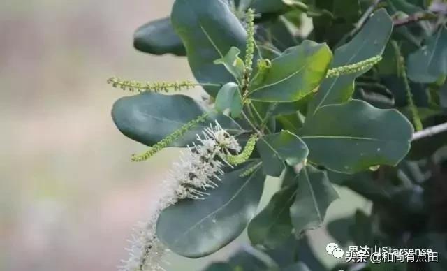 澳洲坚果的生长和做工视频,广西夏威夷果澳洲坚果