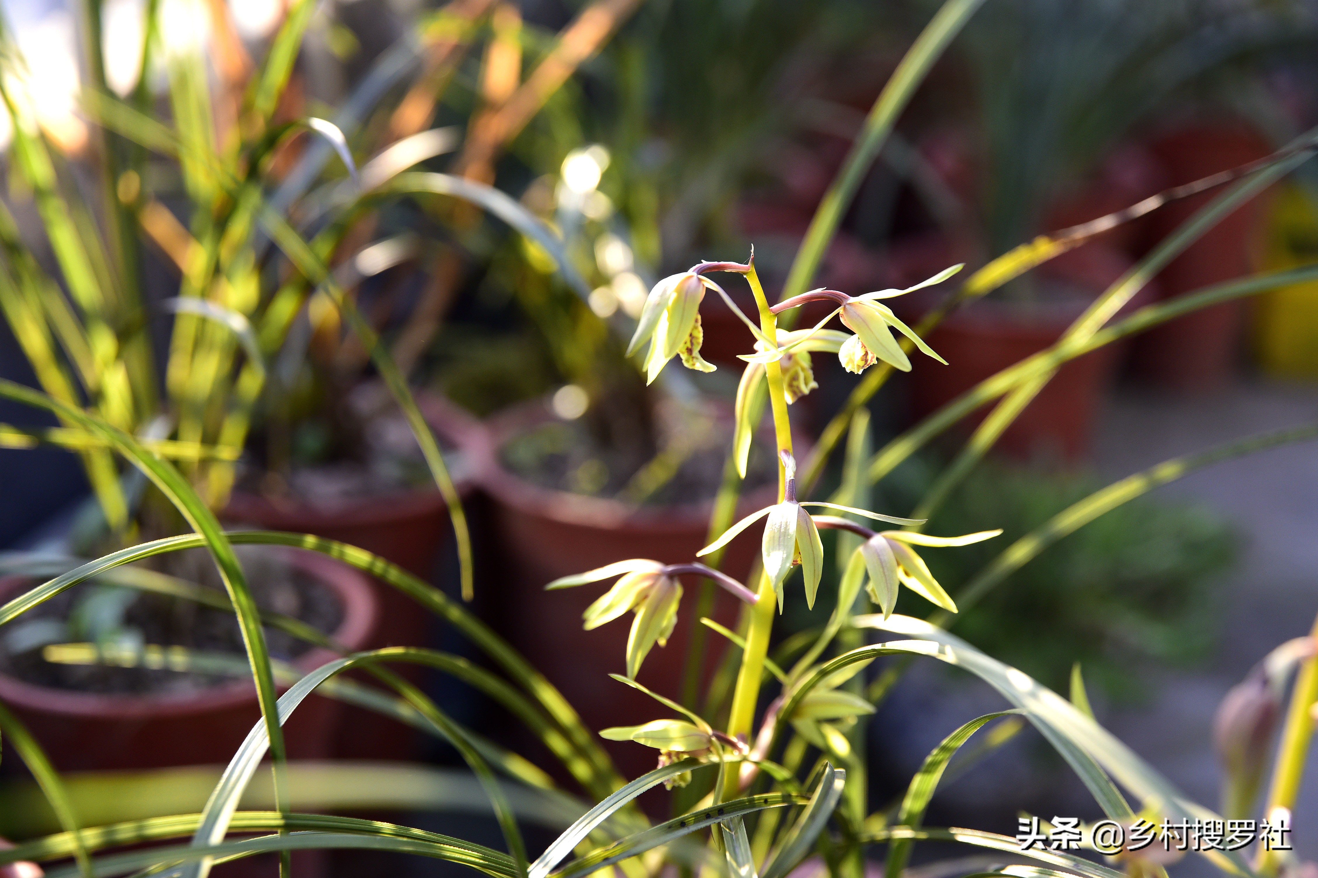 蕙兰生长最快最好的方法,蕙兰怎么养能使蕙兰变翠绿