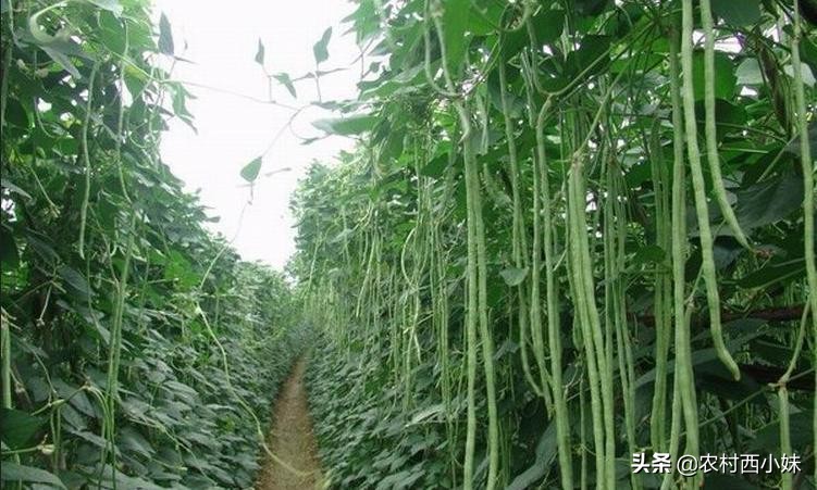 如何才能有效的防治豆角钻心虫,豆角钻心虫防治特效药