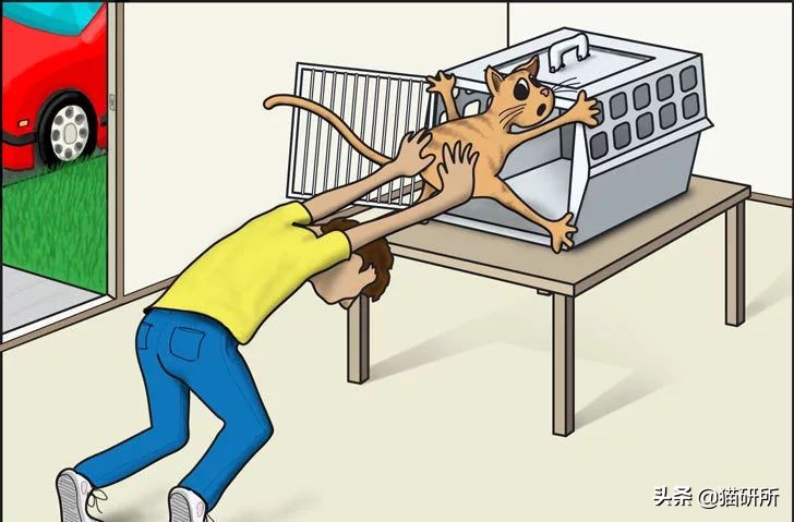 应该如何引导猫咪进航空箱,怎样让猫咪不害怕主人