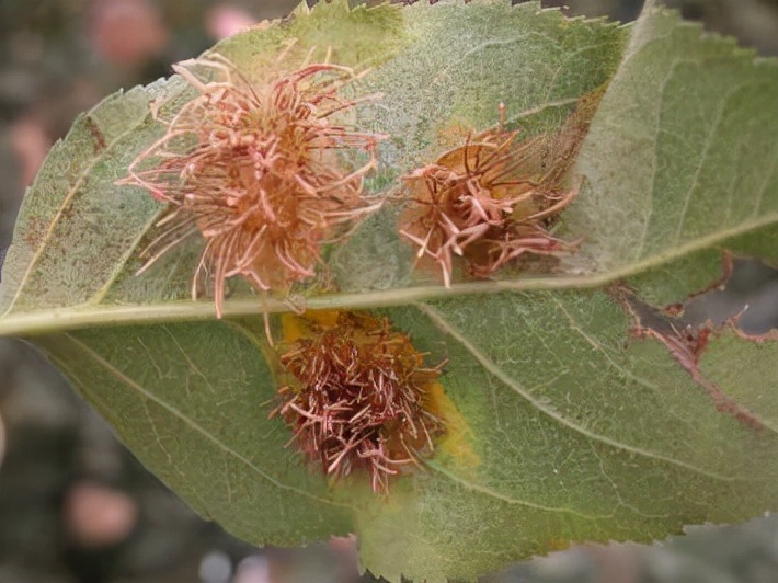 羊胡子锈病,叶片上有锈病怎么治